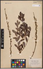 Foto von Salix aurita L. x Salix purpurea L.